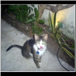 pdc_082_french_gato.jpg