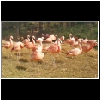 Zoo_2006_722_Flamingos.jpg