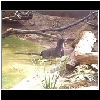 Zoo_2006_723_Otter.jpg