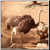 Zoo_2006_729_Ostrich.jpg