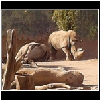 Zoo_2006_747_Rhinos.jpg