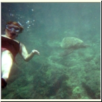 044_b_molokini_georgi_turtle.jpg