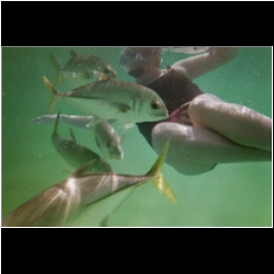 4_xel_ha_194_snorkel_Georgi_fish.jpg