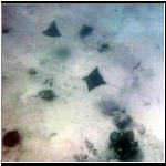 cozumel_483i_manta_rays.jpg