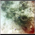 cozumel_483j_coral.jpg