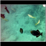 cozumel_483k_fish.jpg