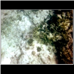 cozumel_483l_fish_schools.jpg