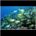 cozumel_483o_pro_pic_fish.jpg
