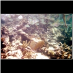 horseback_151_coral_fish.jpg