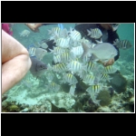 horseback_152_rick_fish.jpg