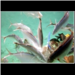 horseback_153_fish_feeding.jpg
