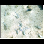 horseback_155_fish.jpg