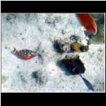 horseback_157_fish.jpg