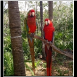 xel_ha_181_parrots_close.jpg