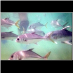 xel_ha_194_snorkel_Rick_fish.jpg