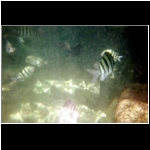 xel_ha_194_snorkel_Rick_foot.jpg