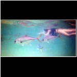 xel_ha_194_snorkel_other_fish.jpg