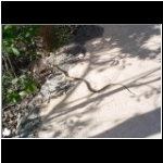 xel_ha_211_snake.jpg