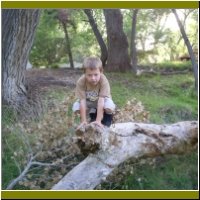 04_sedonacabin_joshua_tree.jpg