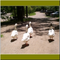 23_sedonacabin_geese_in_da_hood.jpg