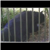 Zoo_2006_643_Bear.jpg