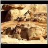 Zoo_2006_733_Baboons.jpg