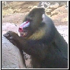 Zoo_2006_742_Baboon_teeth.jpg