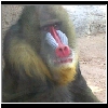 Zoo_2006_745_Baboon_face.jpg