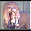 Zoo_2006_749_Andi_Lion.jpg