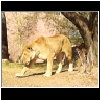 Zoo_2006_756_Lion.jpg