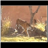 Zoo_2006_758_Tiger1.jpg