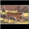 Zoo_2006_759_Tiger2.jpg